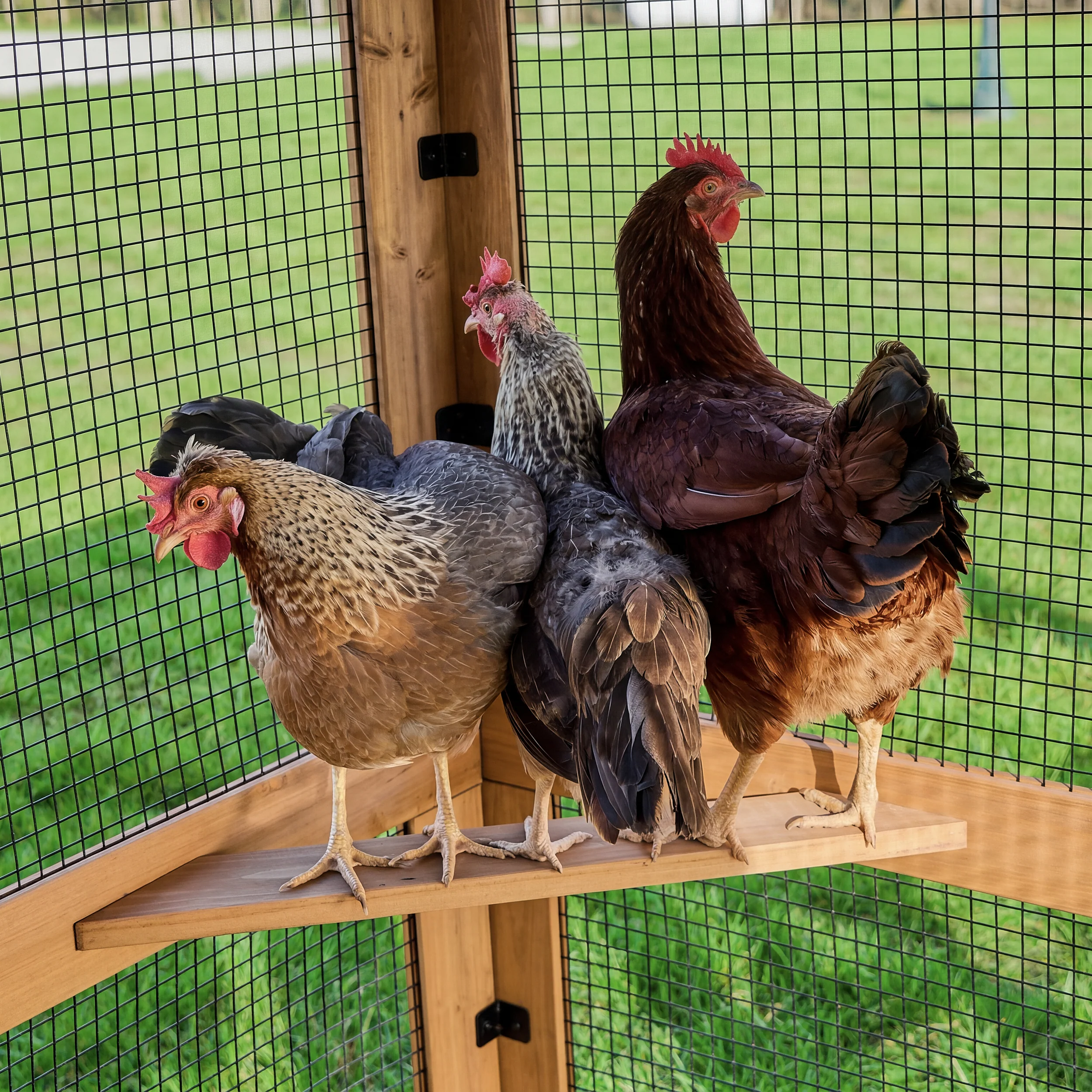 Rustic Roots Chicken Coop - Image 13